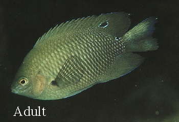  Pomacentrus aquilus (Dark Damselfish)